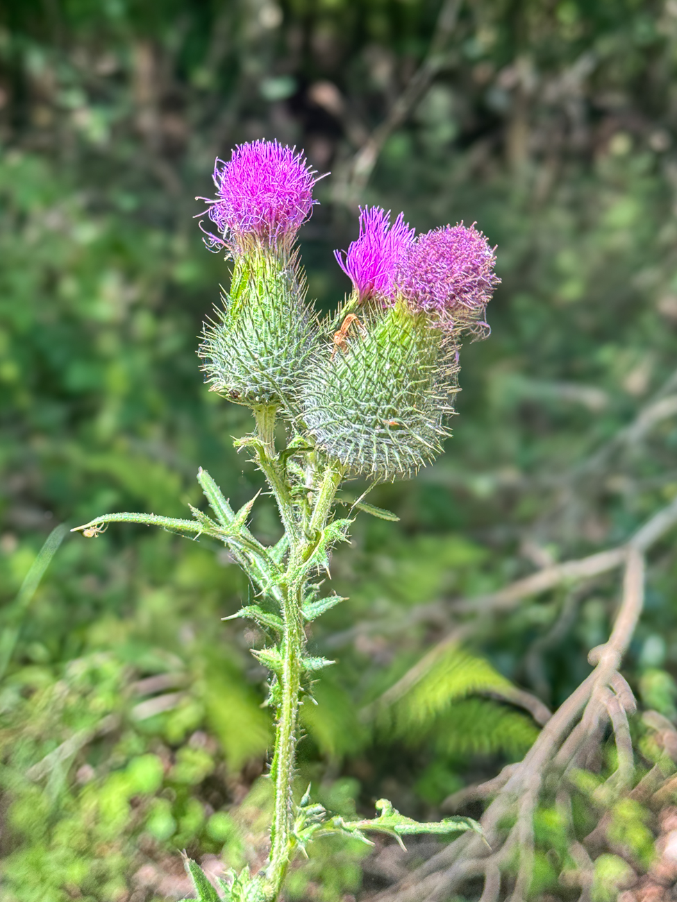 Gemeine Kratzdistel [Cirsium vulgare]