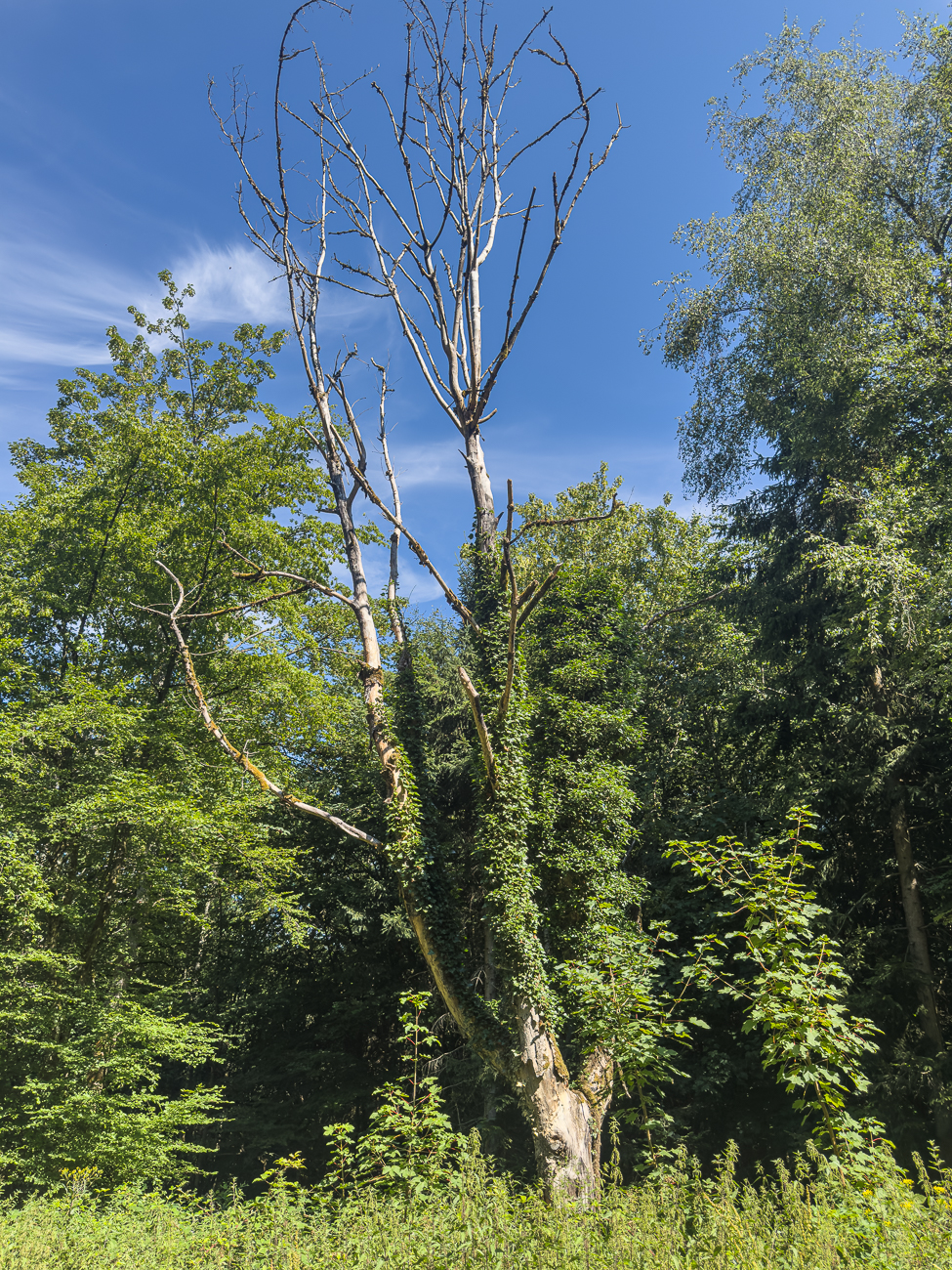 Der abgestorbene Baum wird vom Efeu umrankt
