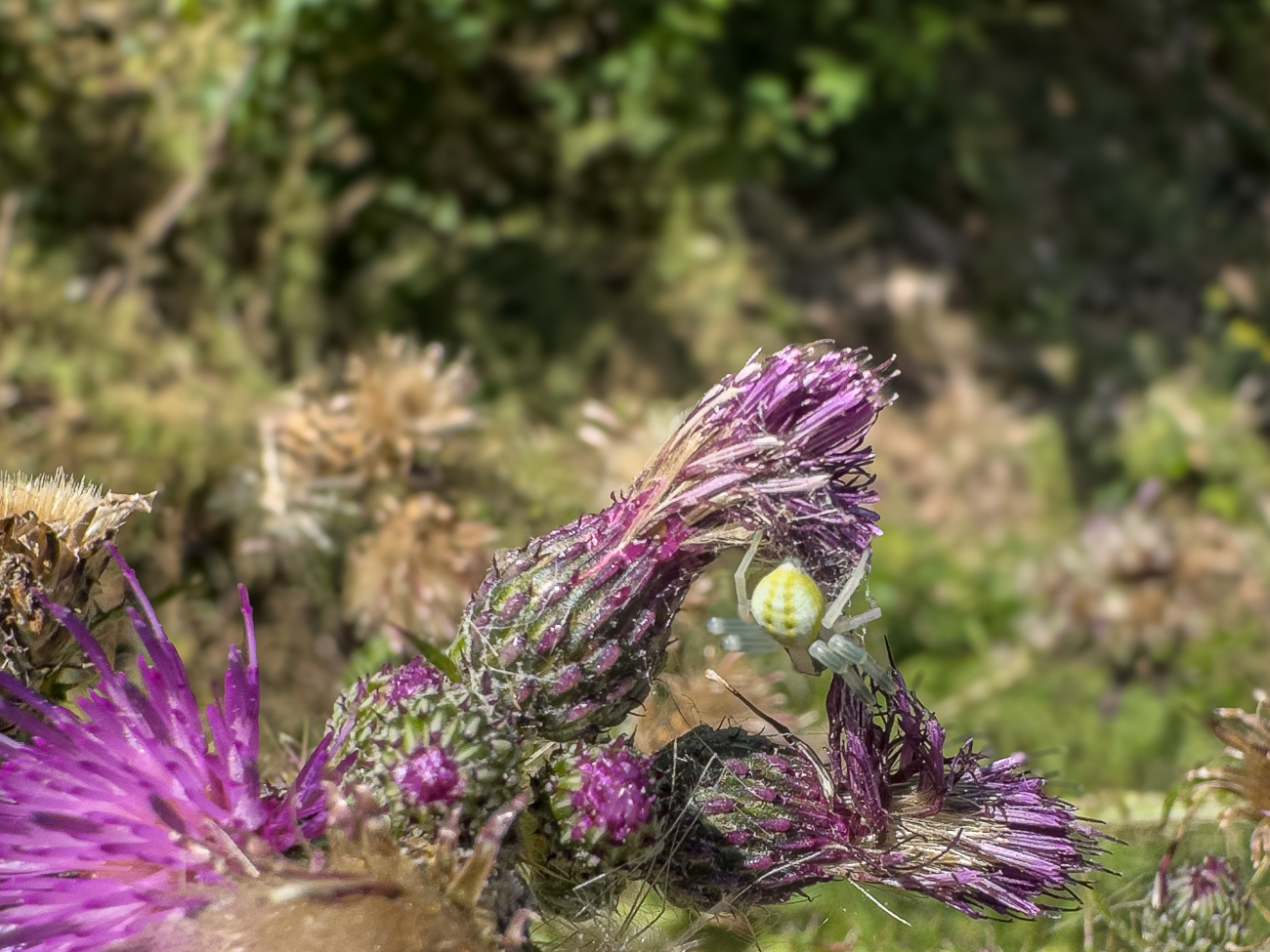 Ver&auml;nderliche Krabbenspinne [Misumena vatia] auf einer Sumpf-Kratzdistel [Cirsium palustre]