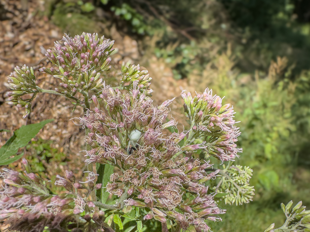 Ver&auml;nderliche Krabbenspinne [Misumena vatia] auf einem Wasserdost [Eupatorium cannabinum]