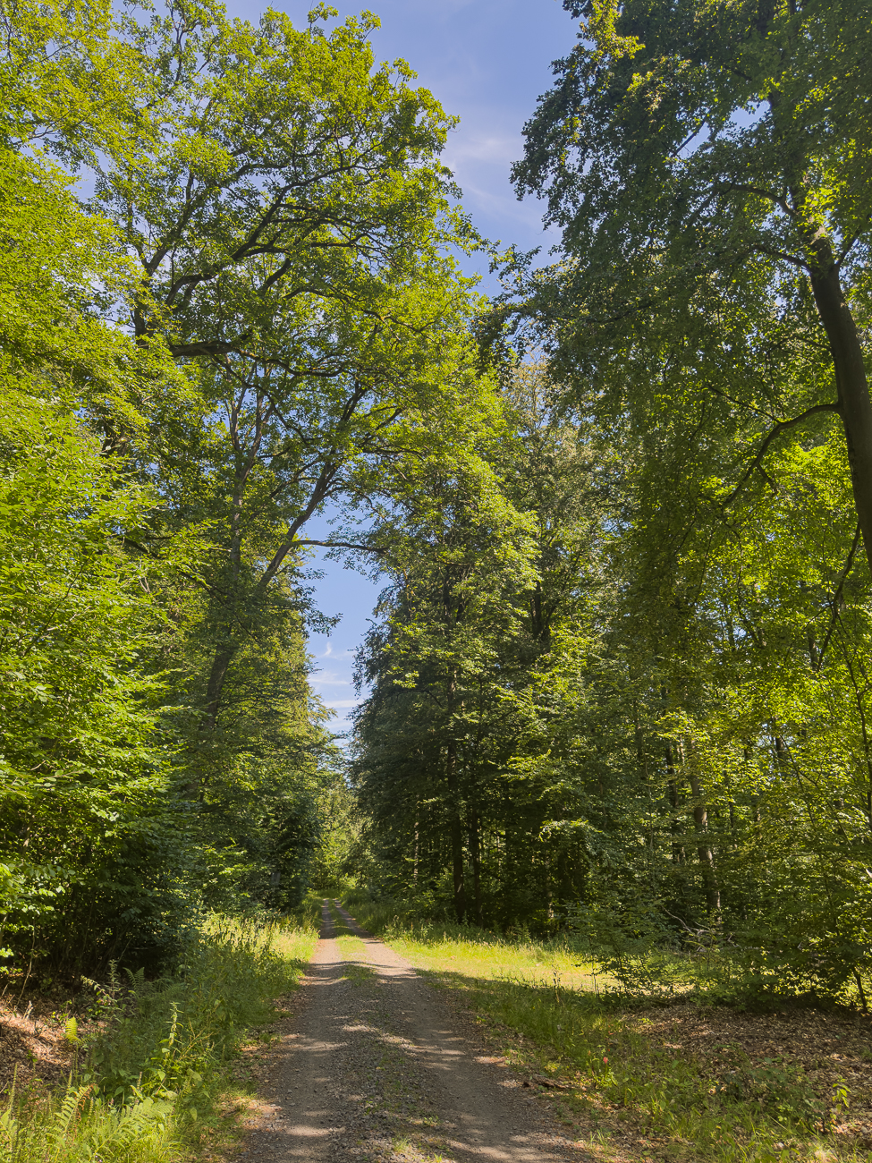 Schattiger Waldweg