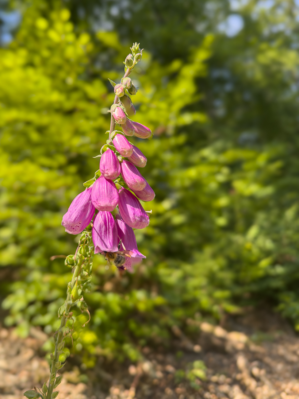Roter Fingerhut [Digitalis purpurea]