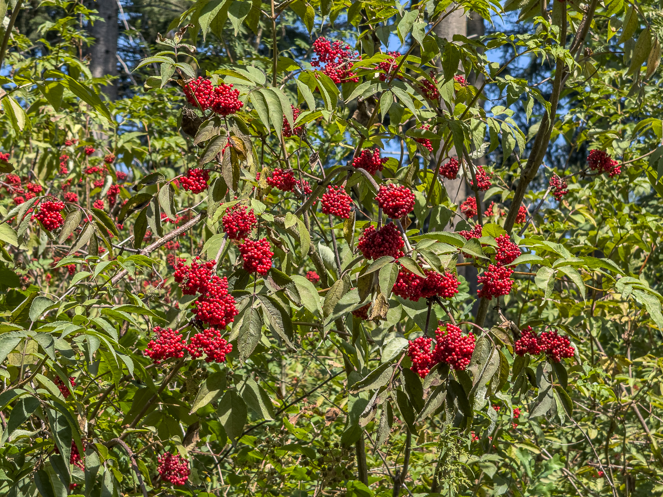 Berg Holunder [Sambucus racemosa]