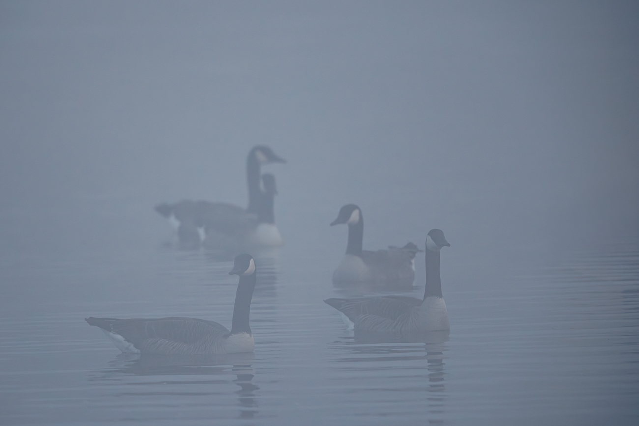 Kanadag&auml;nse [Branta canadensis]