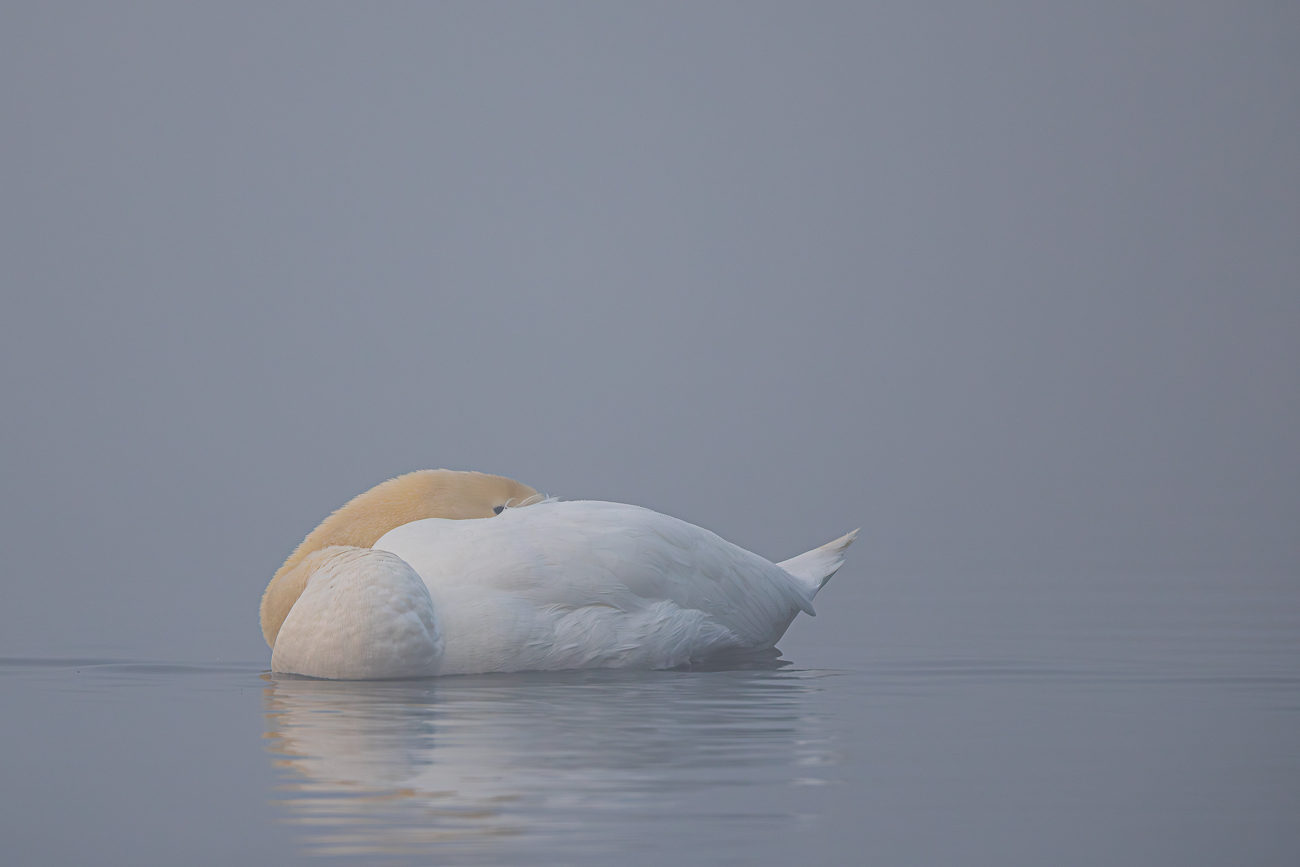 Schlafender H&ouml;ckerschwan [Cygnus olor], riskiert aber ein Auge ;-)