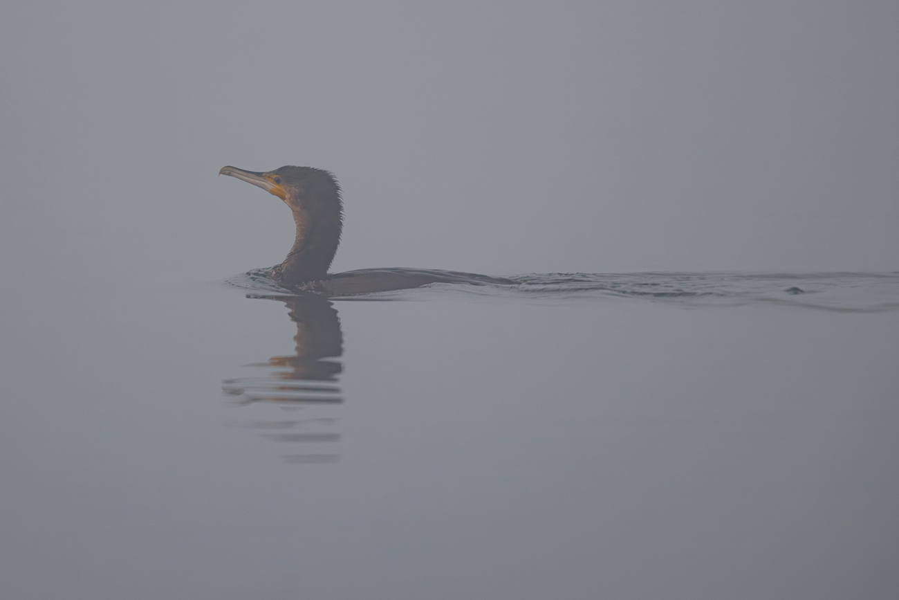 Kormoran [Phalacrocorax carbo]