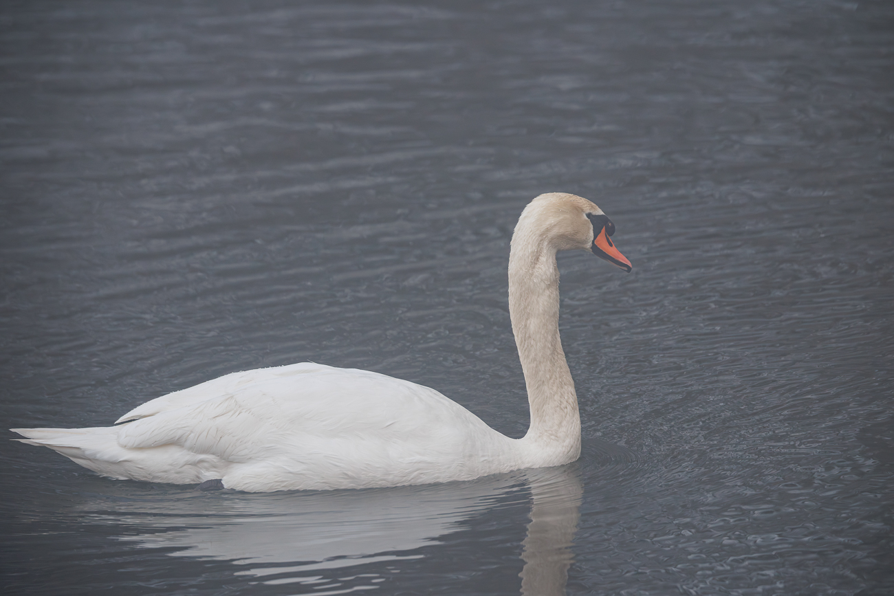 H&ouml;ckerschwan [Cygnus olor]