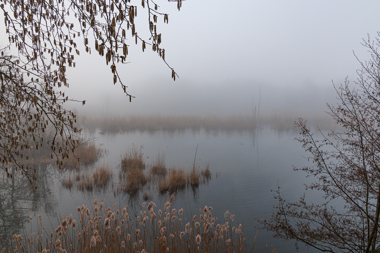 Teich im Nebel
