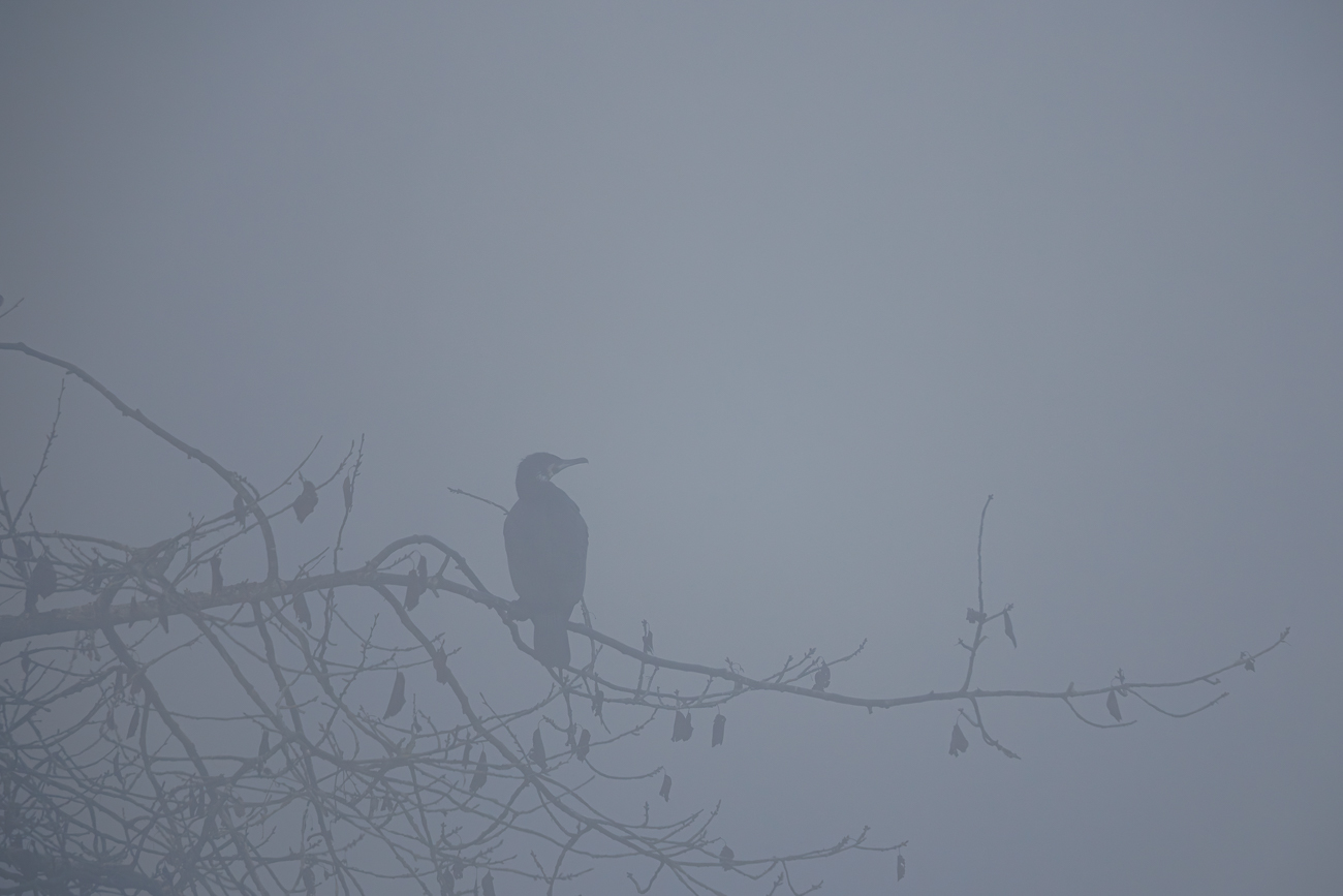 Kormoran [Phalacrocorax carbo]