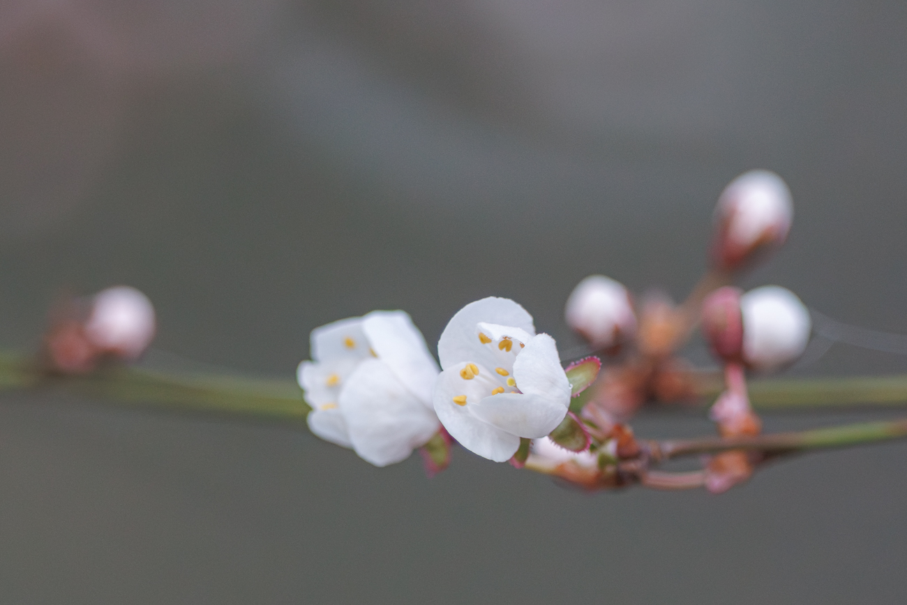 Bl&uuml;te einer Mirabelle [Prunus syriaca]