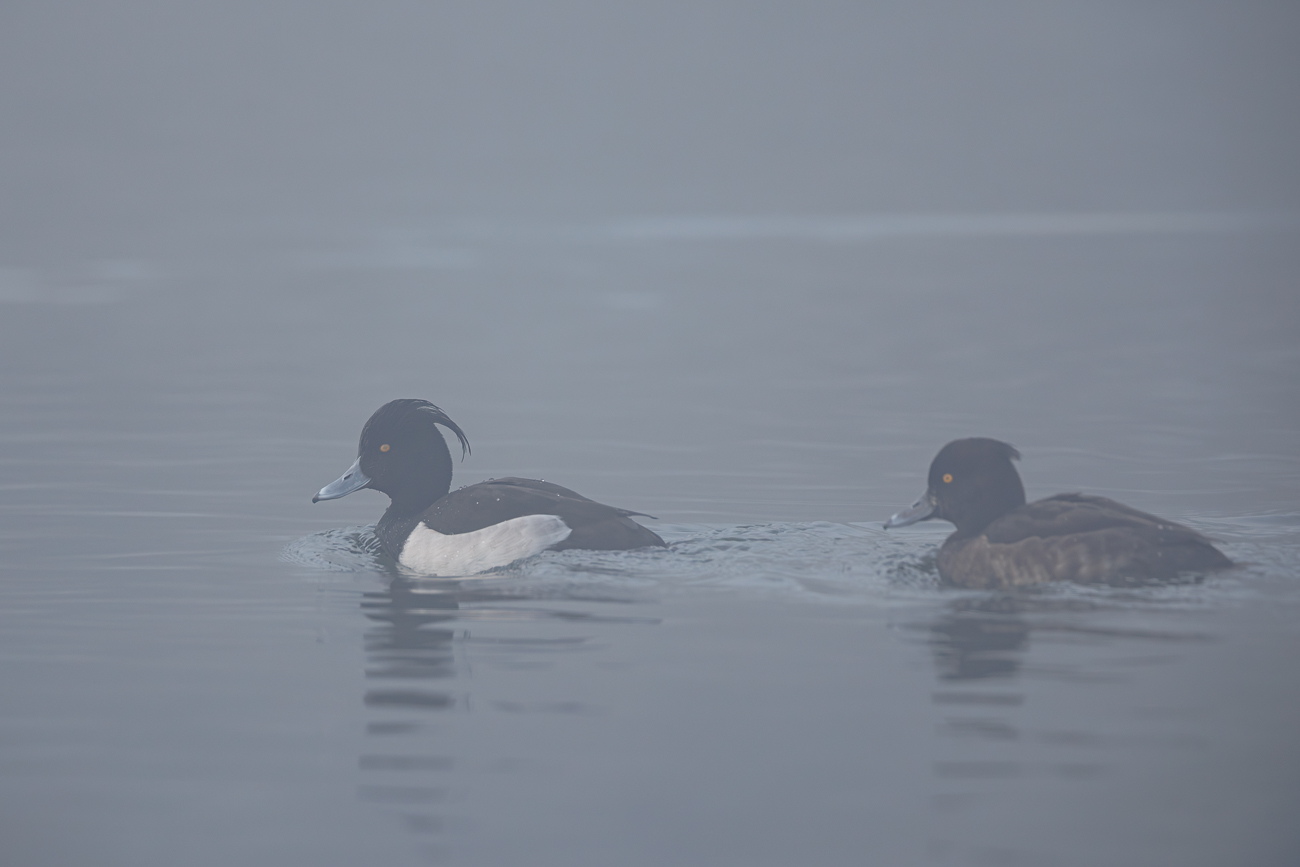 Reiherente [Aythya fuligula], M&auml;nnchen und Weibchen