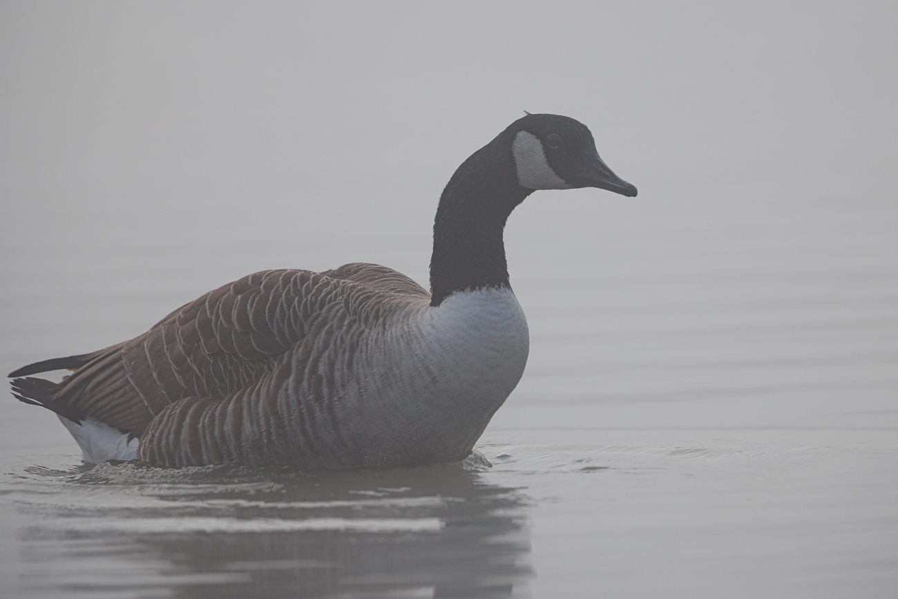 Kanadagans [Branta canadensis]