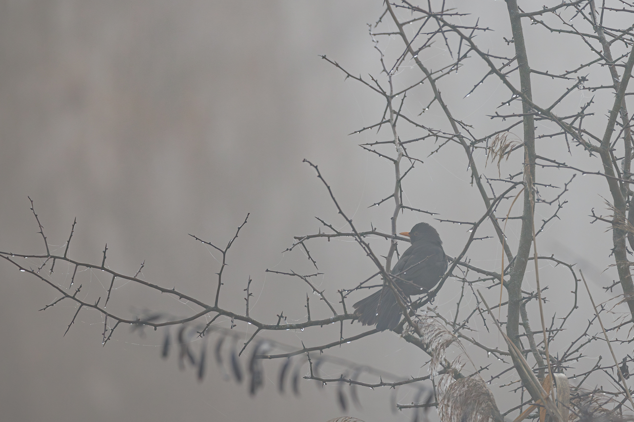 Amsel [Turdus merula]