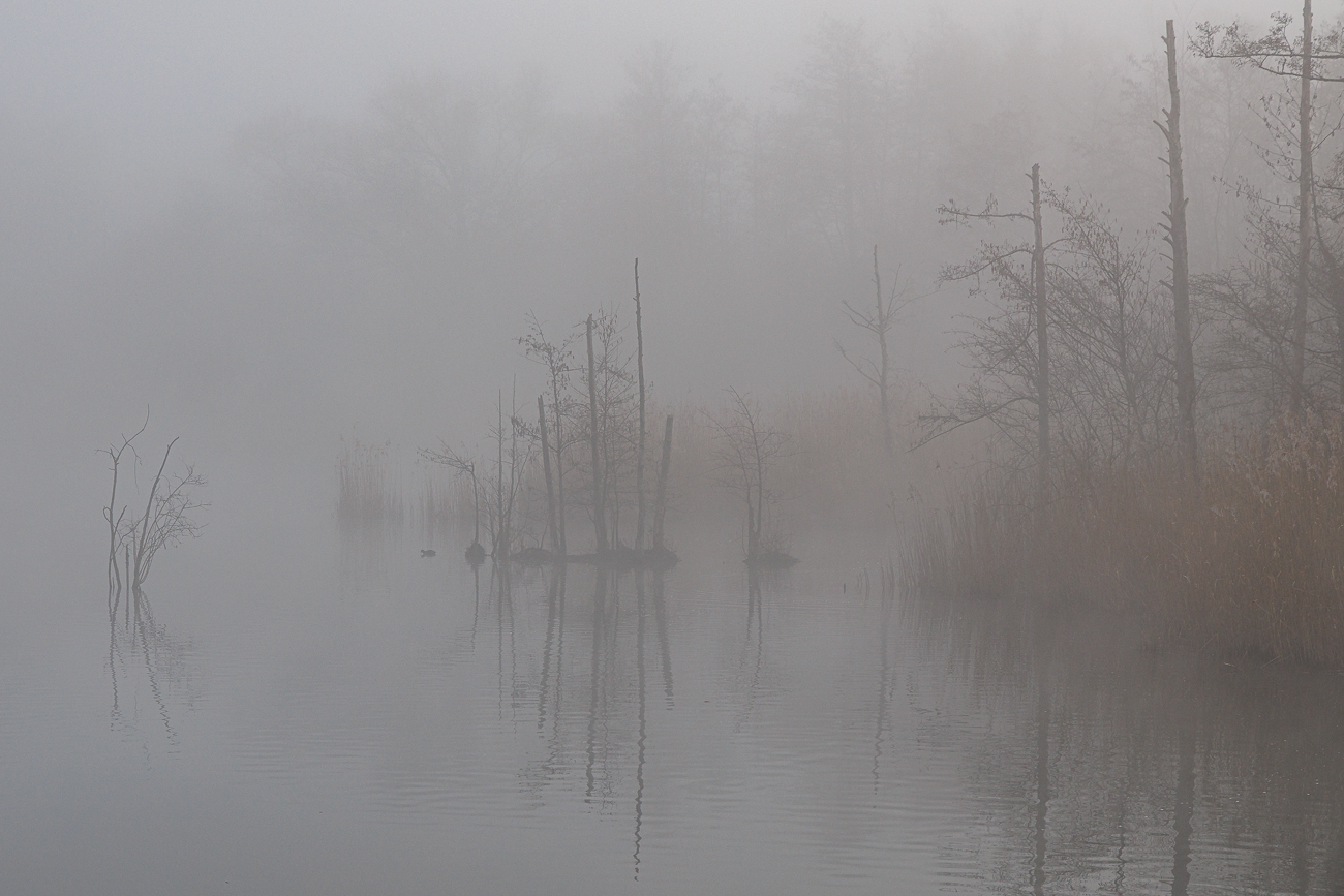 Nebel &uuml;ber dem Teich