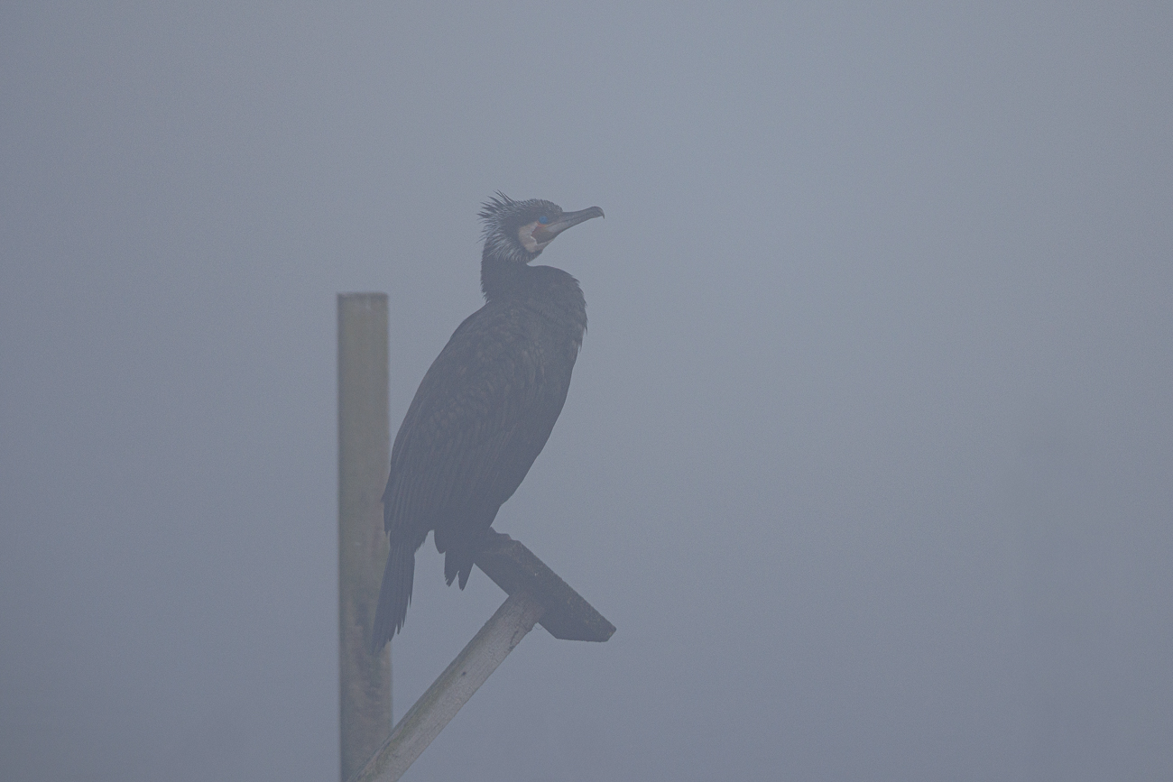 Kormoran [Phalacrocorax carbo]