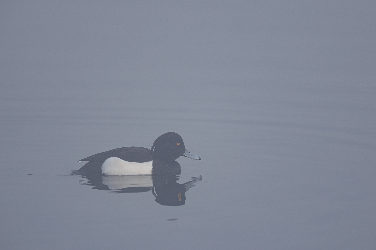 Reiherente [Aythya fuligula], M&auml;nnchen