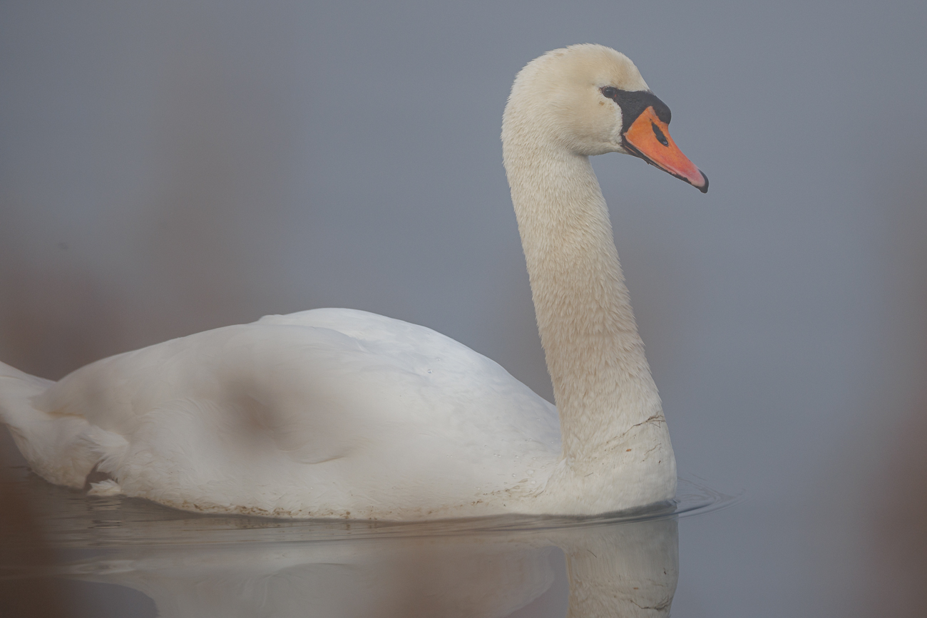 H&ouml;ckerschwan [Cygnus olor]