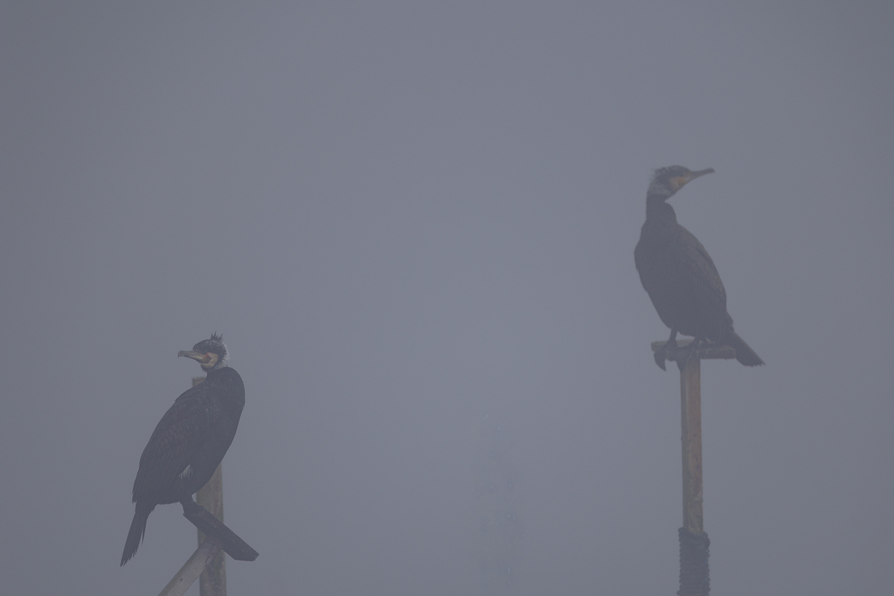 Kormorane [Phalacrocorax carbo]