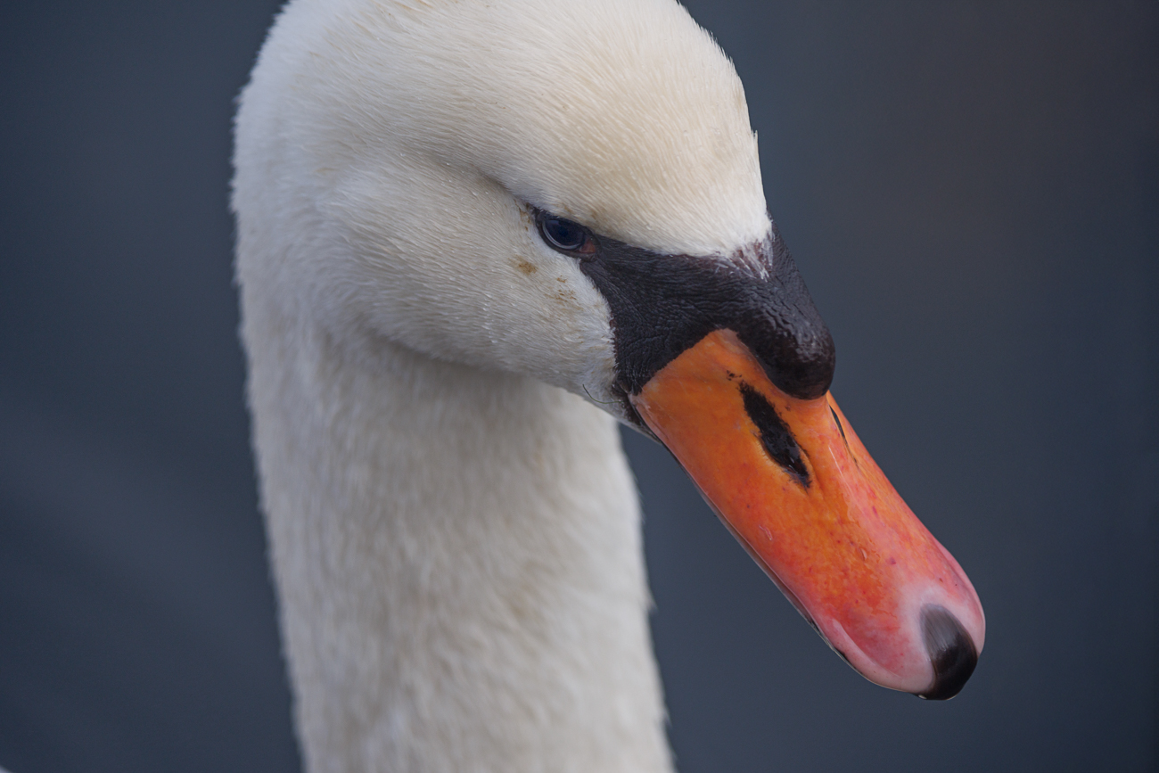 H&ouml;ckerschwan [Cygnus olor]