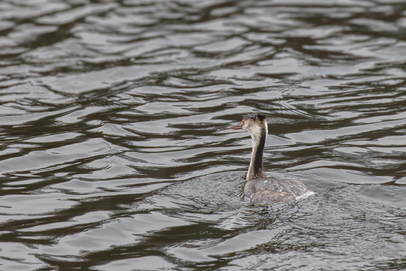 Haubentaucher [Podiceps cristatus]