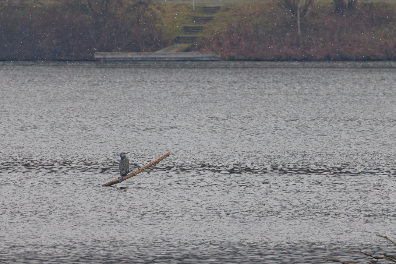 Kormoran [Phalacrocorax carbo]
