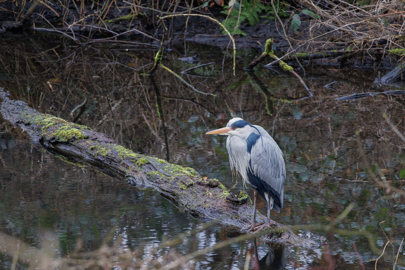 Graureiher [Ardea cinerea]