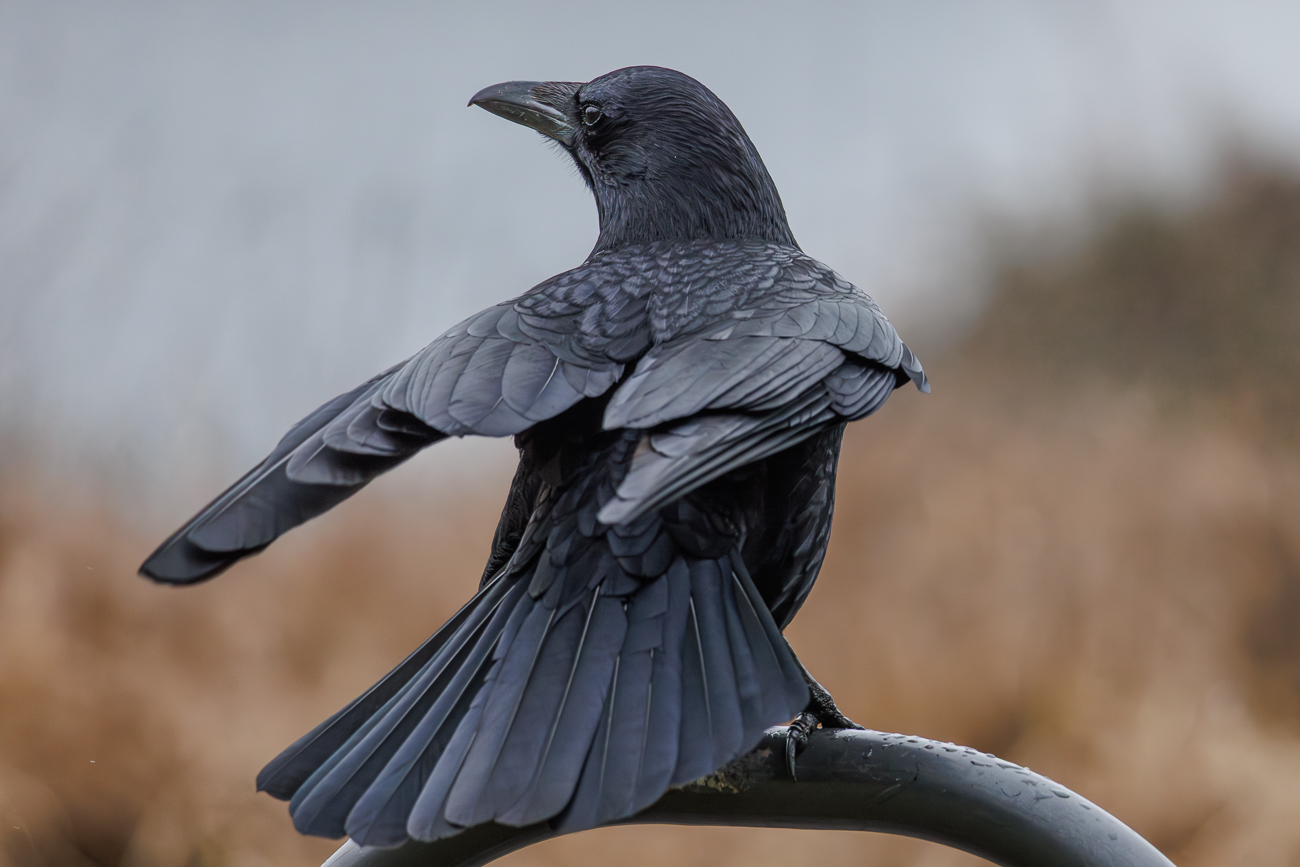 Rabenkr&auml;he [Corvus corone]