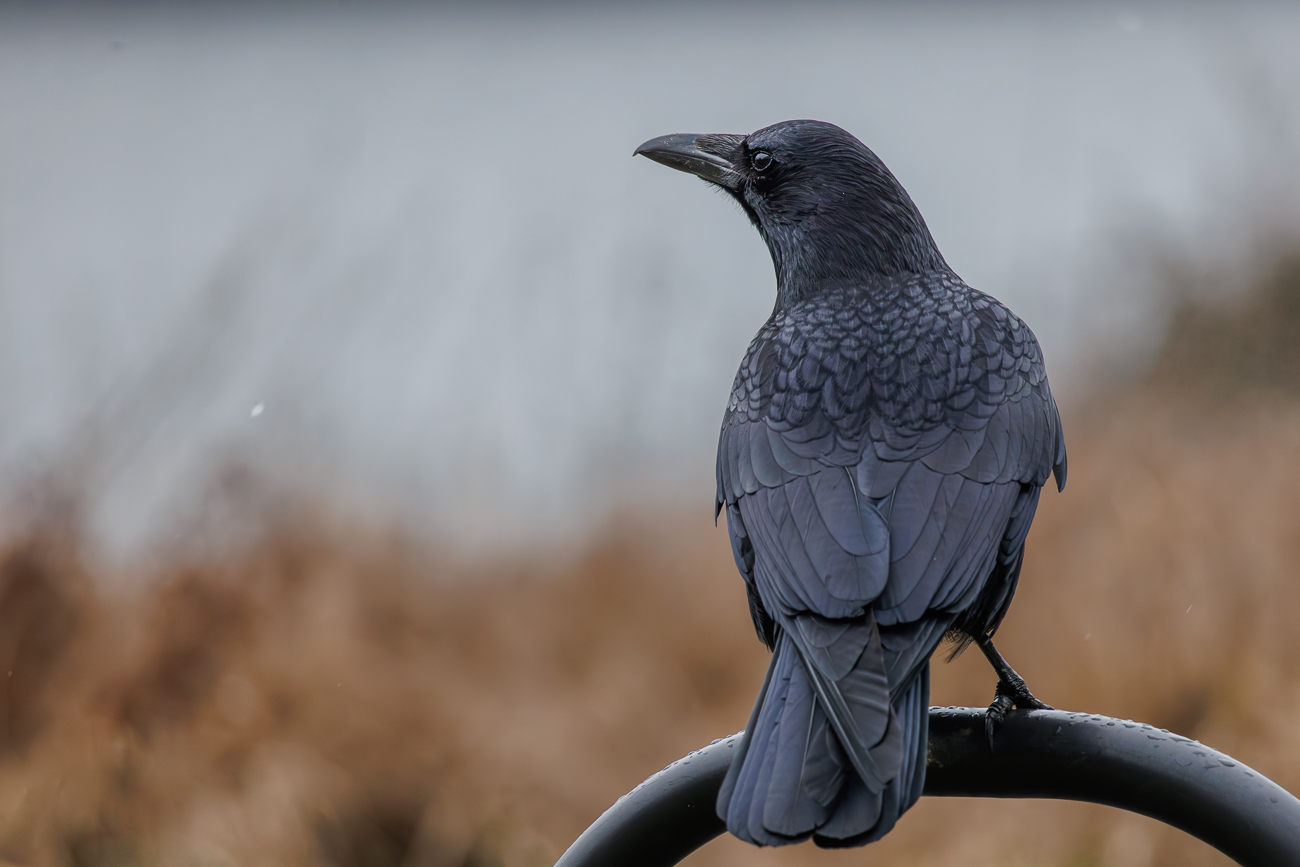 Rabenkr&auml;he [Corvus corone]