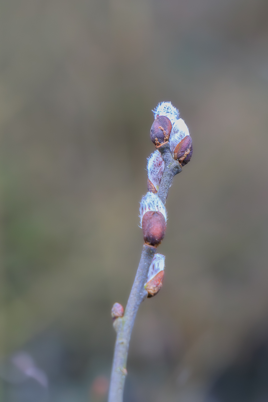 K&auml;tzchen der Sal-Weide [Salix caprea]