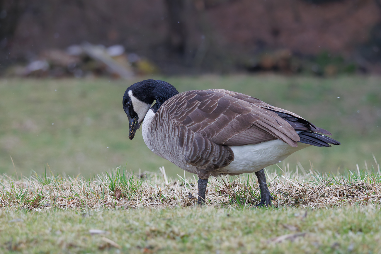 Kanadagans [Branta canadensis]