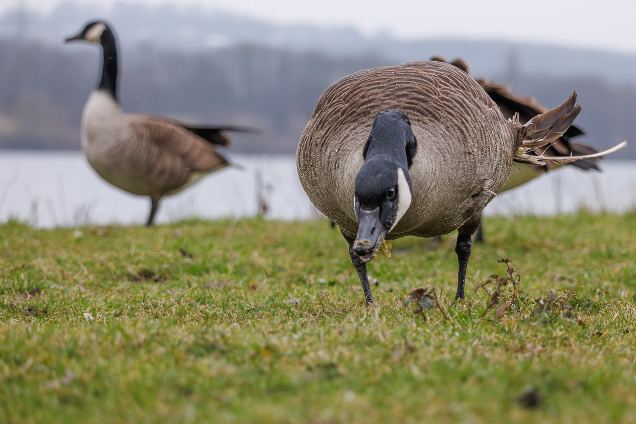 Kanadag&auml;nse [Branta canadensis]