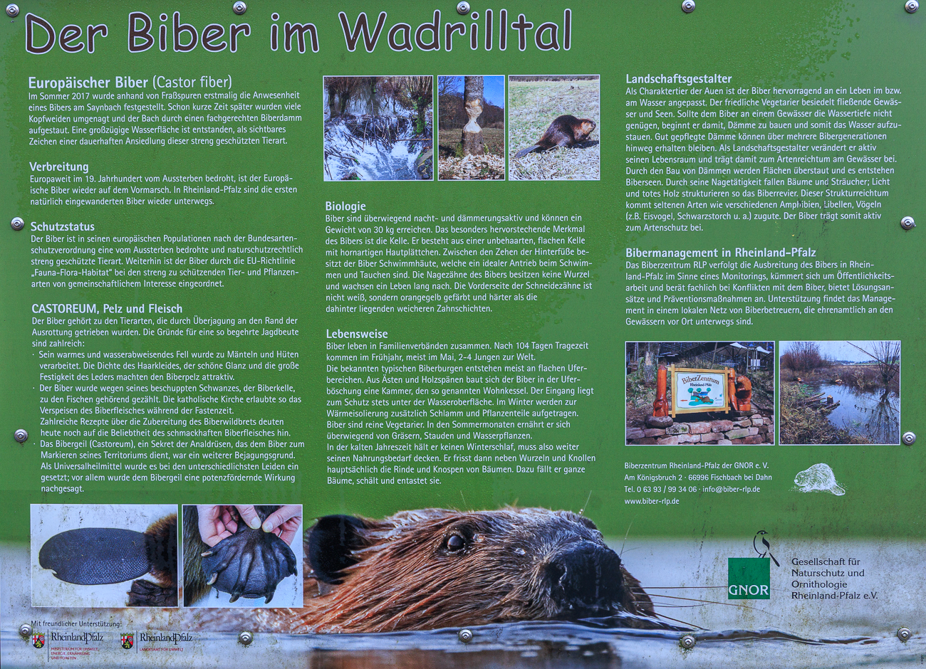 Infos zum Biber im Wadrilltal