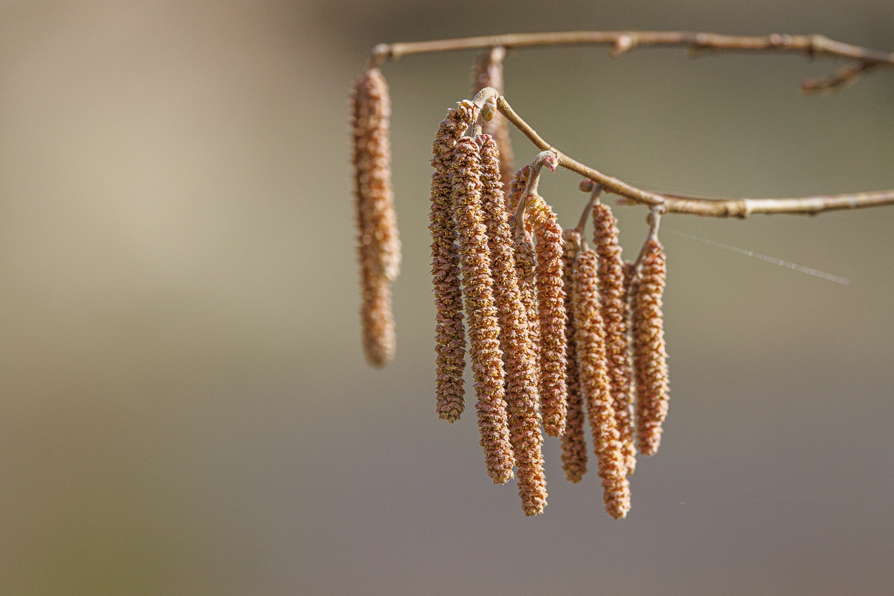 Hasel [Corylus avellana]