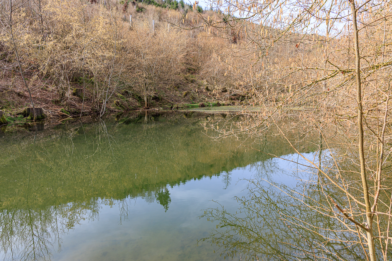 ... weil ein Biber seinen Teich vergr&ouml;&szlig;ert hatte (das ist sein gutes Recht) ...