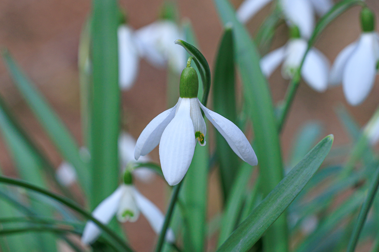 Schneegl&ouml;ckchen [Galanthus nivalis]