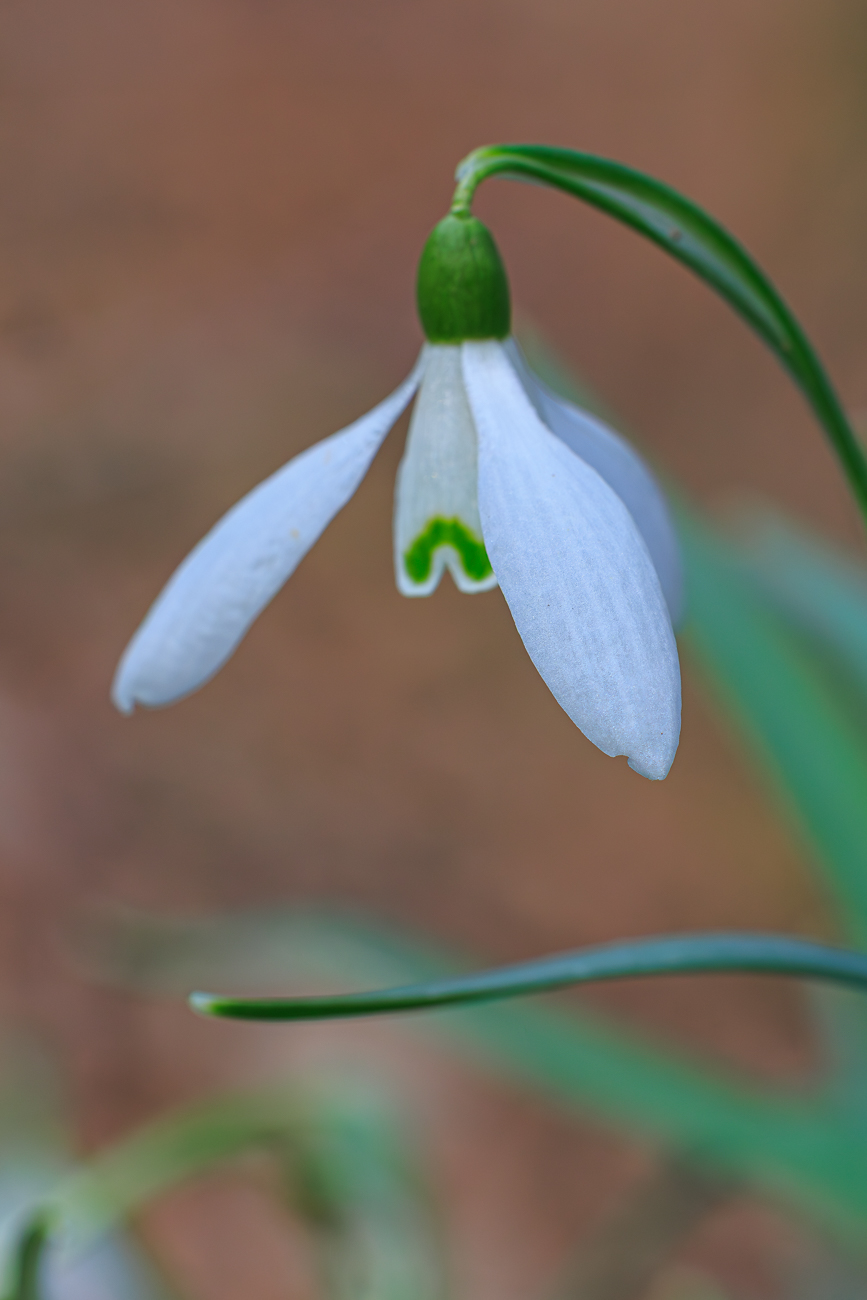 Schneegl&ouml;ckchen [Galanthus nivalis]