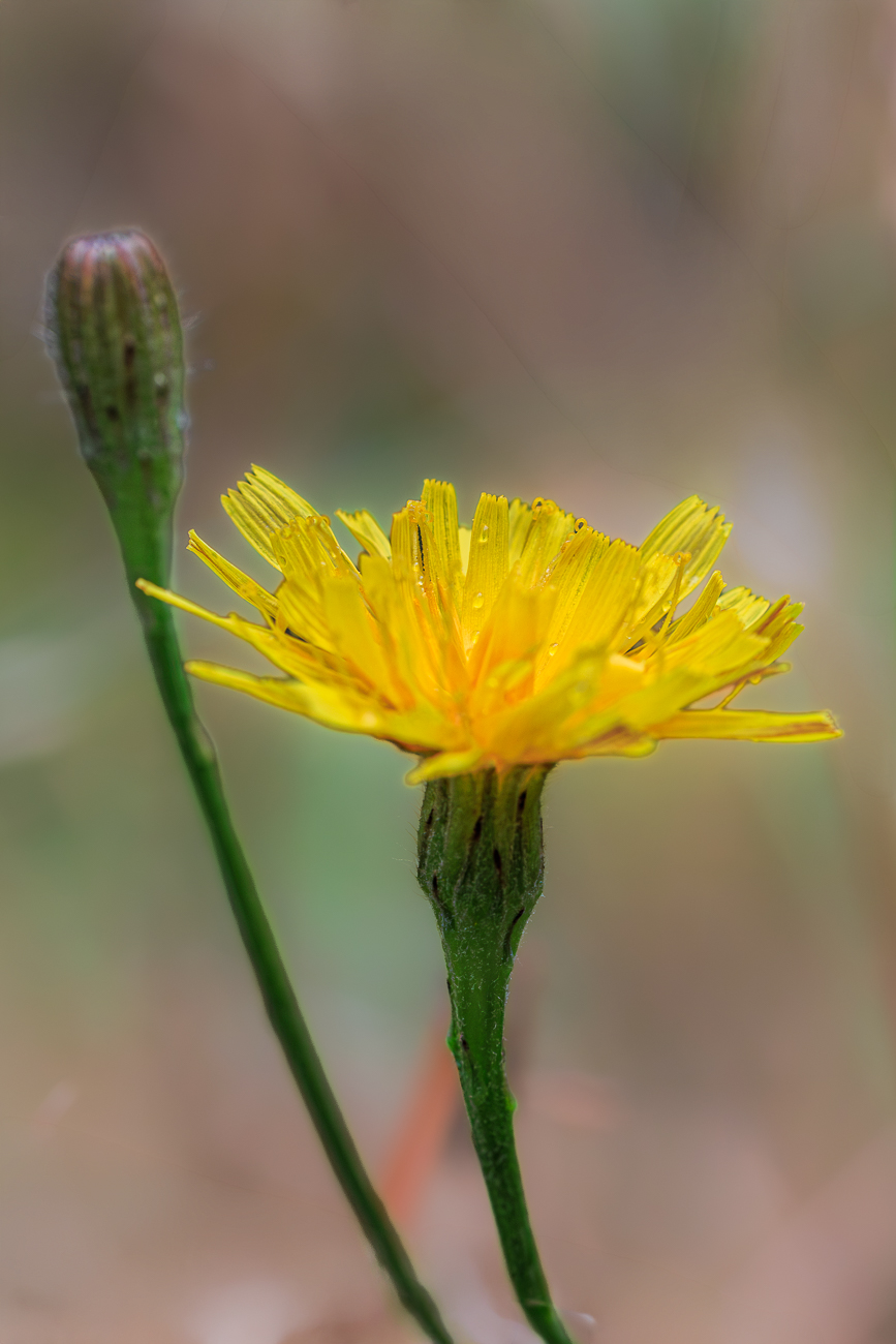 Herbst L&ouml;wenzahn [Scorzoneroides autumnalis]