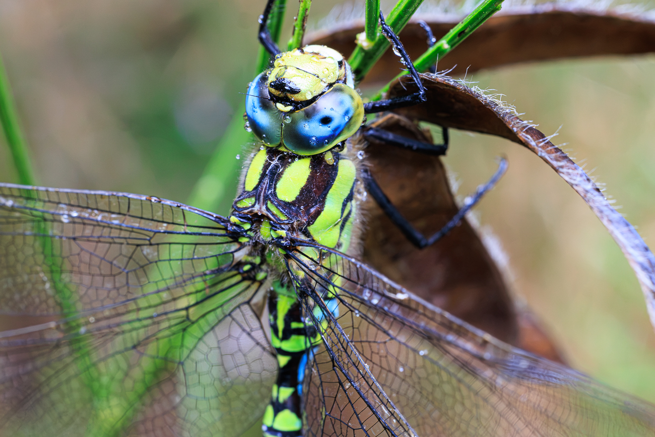 Blaugr&uuml;ne Mosaikjungfer [Aeshna cyanea]
