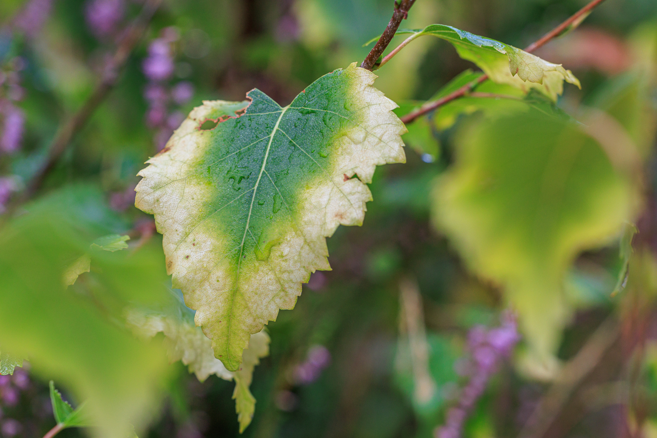 Moor Birke [Betula pubescens]
