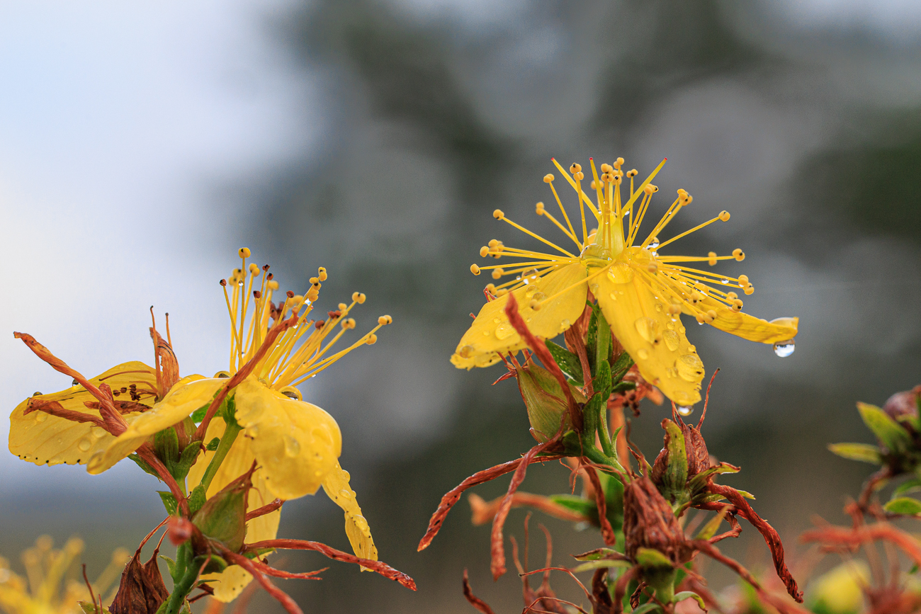 Johanniskraut [Hypericum annulatum]