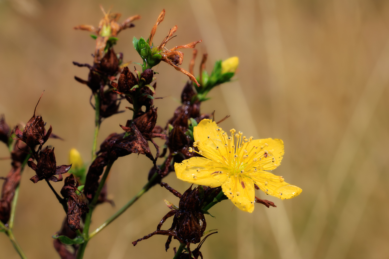 Johanniskraut [Hypericum annulatum]