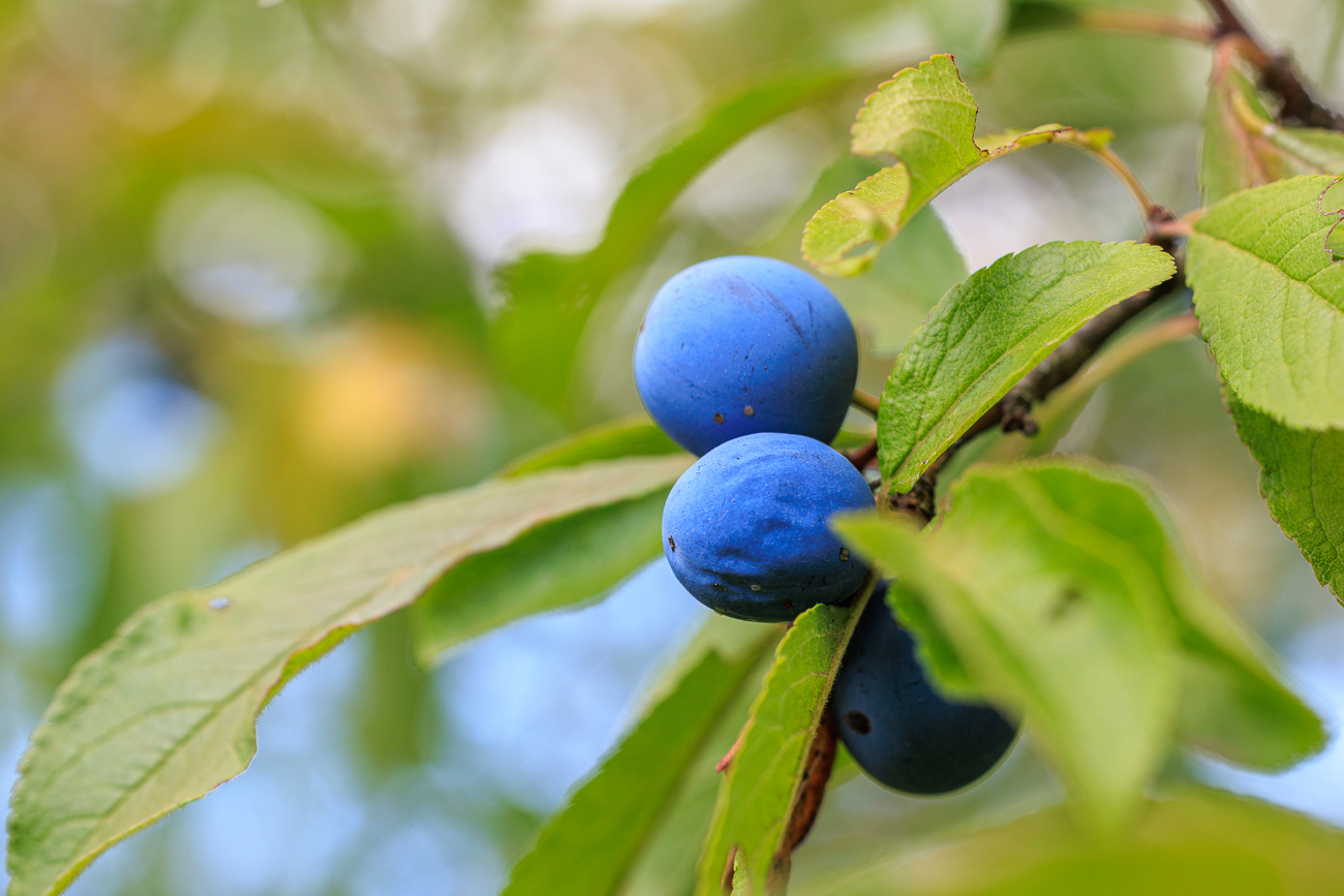 Schlehe [Prunus spinosa]