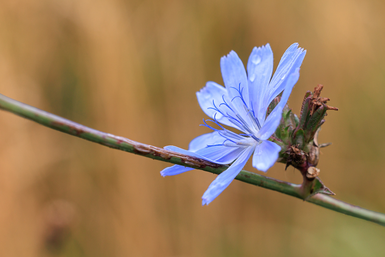 Niedrige Wegwarte [Cichorium pumilum]