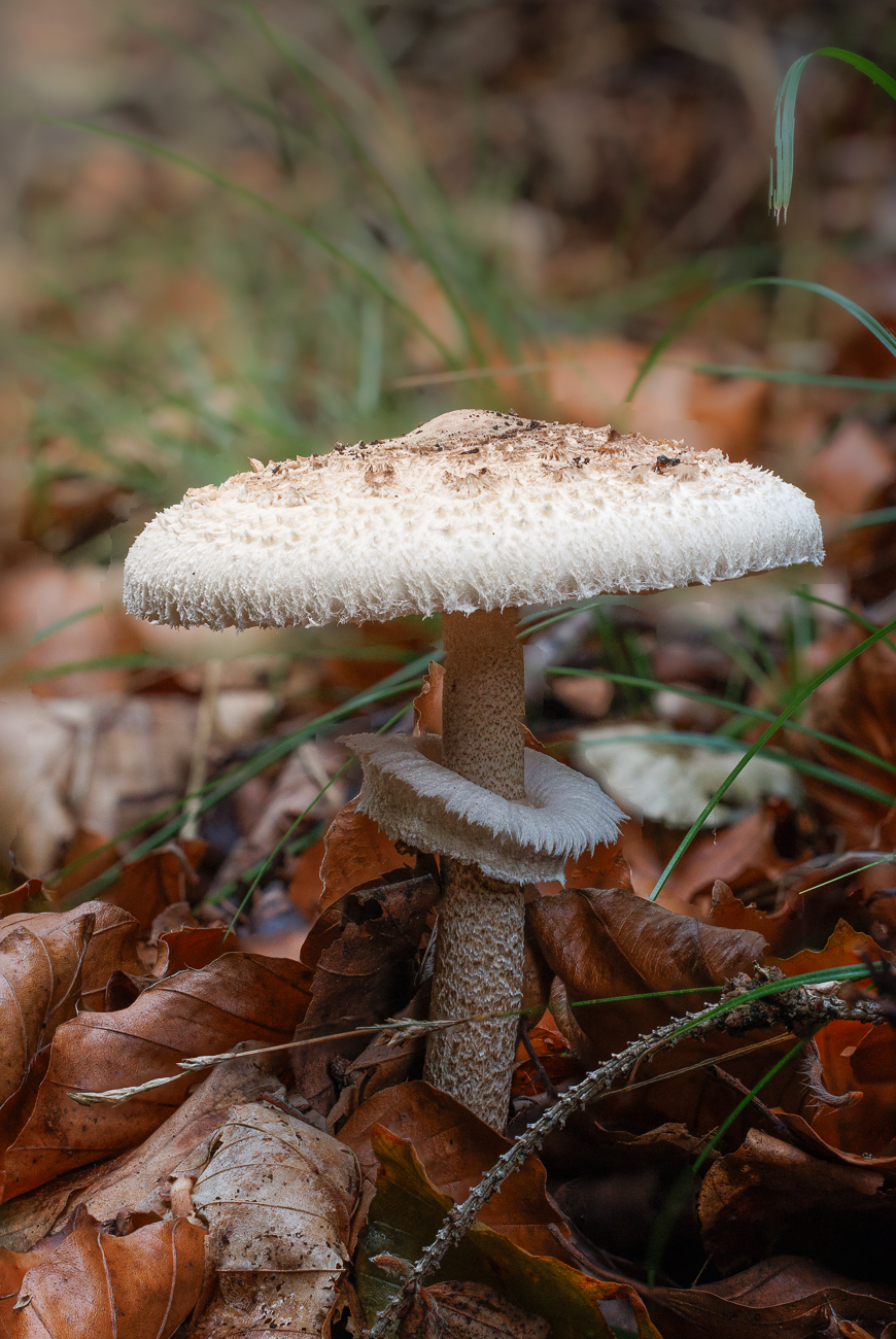 Gemeiner Riesenschirmling, Parasol oder Riesenschirmpilz [Macrolepiota procera]