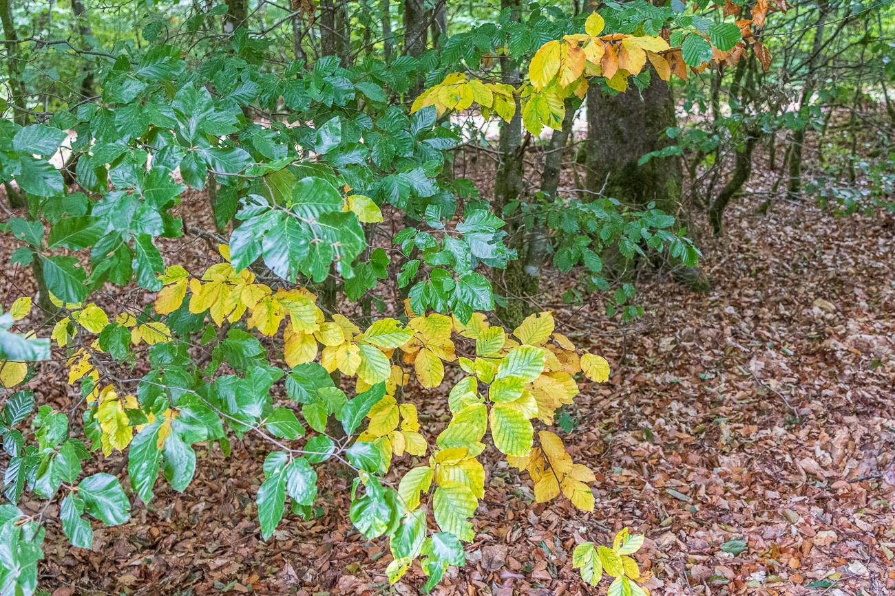 Herbstliche Rotbuche [Fagus sylvatica]