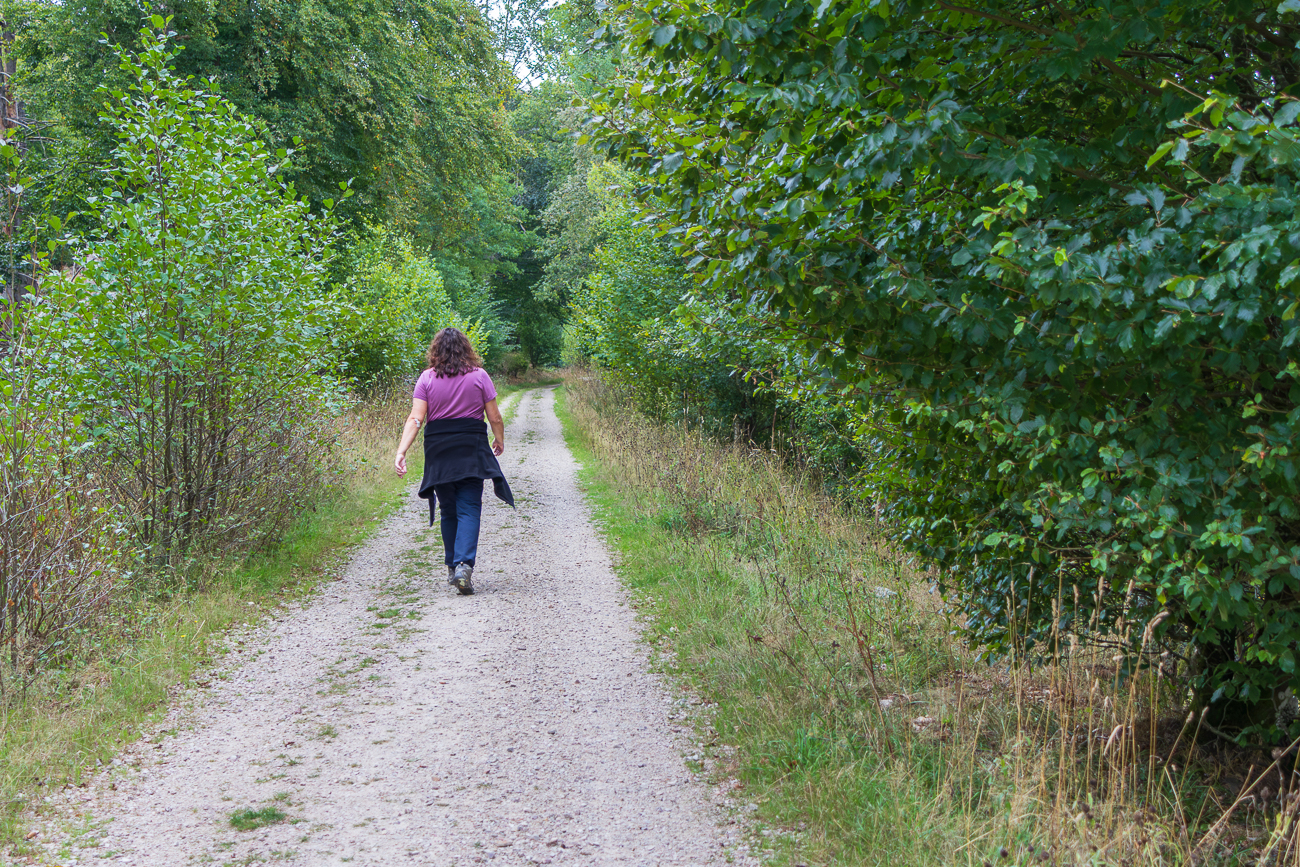 Durch den gr&uuml;nen Wald