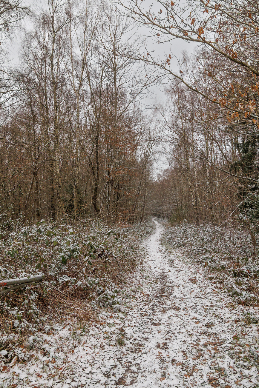 Waldweg in wei&szlig;