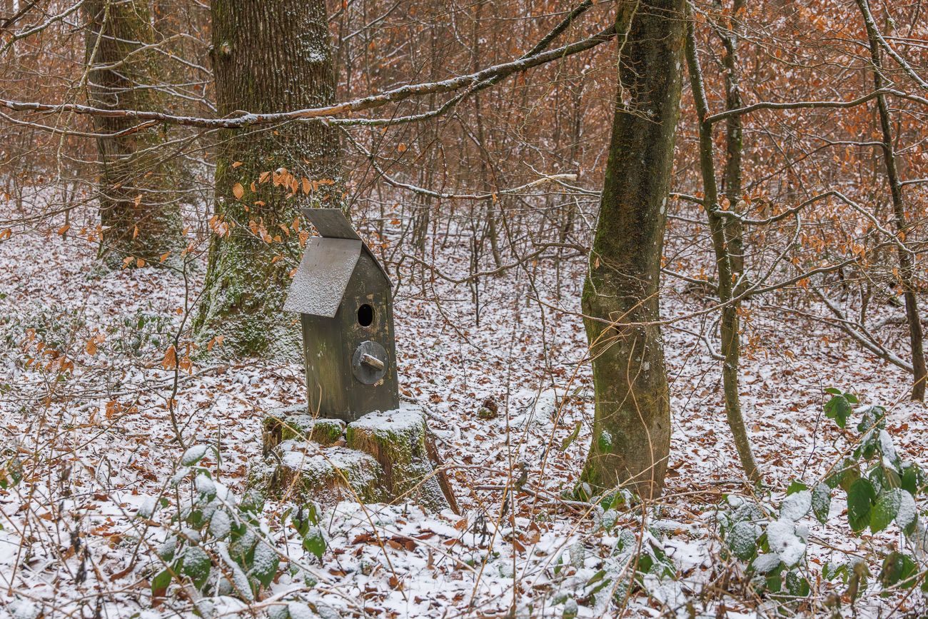 Nistkasten f&uuml;r K&auml;uze, wahrscheinlich vom Baum gefallen