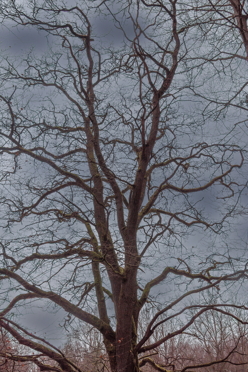 Wilde Ver&auml;stelungen