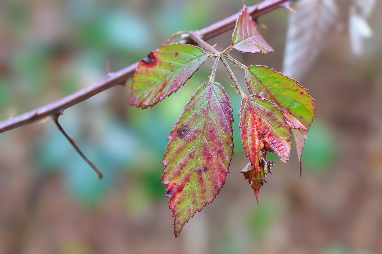Bl&auml;tter der Brombeere [Heracleum Sphondylium]